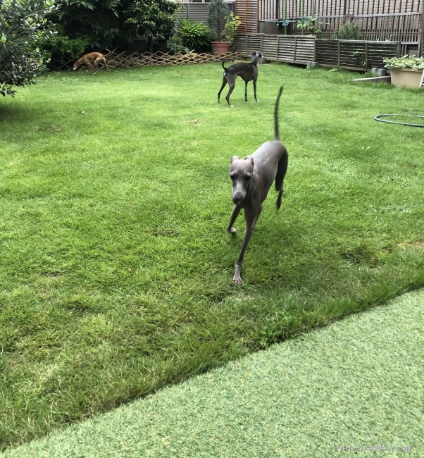 成犬達は広い芝生の庭で自由運動と日光浴を楽しんでいます｜大西　直子(おおにし　なおこ)ブリーダー(千葉県・イタリアングレーハウンド・JKC登録)の紹介写真2