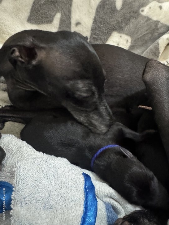 大西直子ブリーダーのブログ：無事に出産しました！