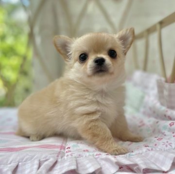 チワワ(ロング)【神奈川県・男の子・2021年3月10日・クリームアンドホワイト】の写真「可愛く成長しています」