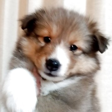 シェットランドシープドッグ【神奈川県・女の子・2025年9月18日・セーブル&ホワイト】の写真「優しいお顔で女の子らしい可愛い性格の子です。」