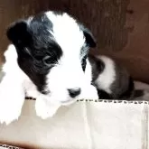 シェットランドシープドッグ【神奈川県・女の子・2025年4月20日・バイブラック】の写真1「大人になったら素敵なレディになりそうです。性格もとても甘えん坊で可愛いです。」