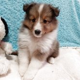 シェットランドシープドッグ