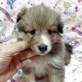 シェットランドシープドッグ