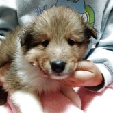 シェットランドシープドッグ