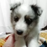 シェットランドシープドッグ