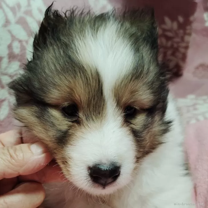 ID：2406-03714の子犬
