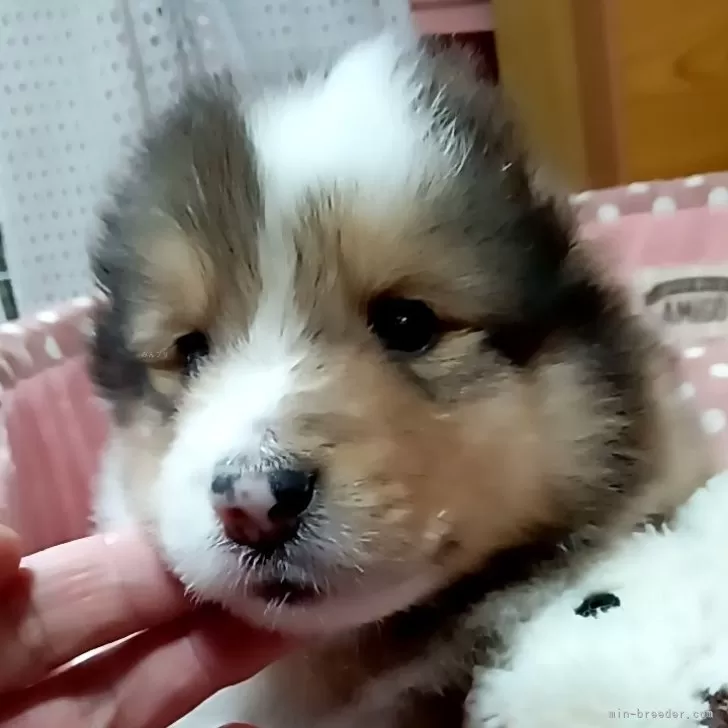 ID：2403-00237の子犬