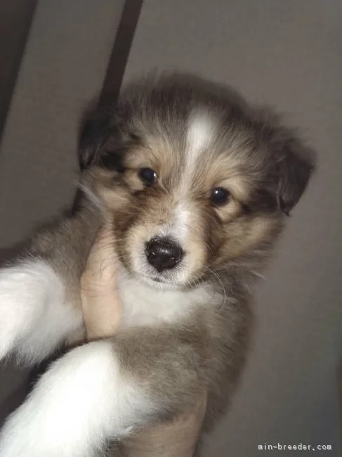 ID：1705-01518の子犬