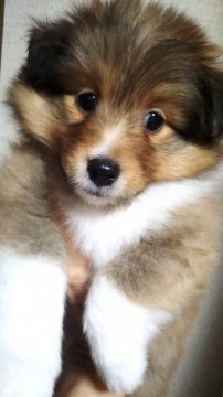 シェットランドシープドッグ【神奈川県・女の子・2020年4月14日・セーブル&ホワイト】の写真「父親カナダチャンピオン
母犬インターチャンピオン」