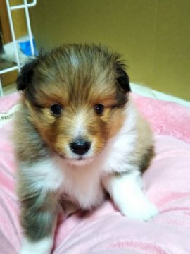 シェットランドシープドッグ【神奈川県・男の子・2020年4月14日・セーブル&ホワイト】の写真「血統優秀で性格の良い子犬です」