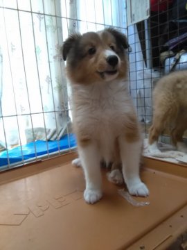 シェットランドシープドッグ【神奈川県・女の子・2018年6月27日・セーブル&ホワイト】の写真「可愛いお顔の明るい性格女の子です。」