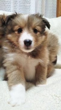 シェットランドシープドッグ【神奈川県・女の子・2022年2月19日・セーブル&ホワイト】の写真「愛らしい仕草にお顔、小さめのシェルティーです」