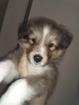 シェットランドシープドッグ【神奈川県・男の子・2017年4月12日・セーブル&ホワイト】の写真「末っ子ですがお兄ちゃん的な存在です」