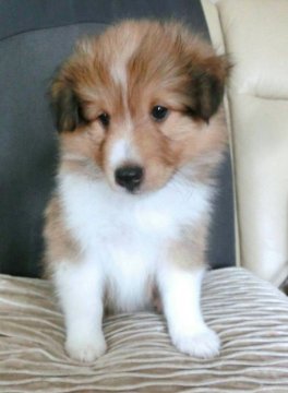 シェットランドシープドッグ【神奈川県・女の子・2019年6月2日・セーブル&ホワイト】の写真「血統優秀でお顔も可愛く明るいセーブルです。」