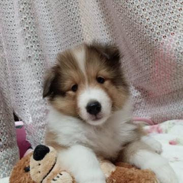 シェットランドシープドッグ【神奈川県・女の子・2022年8月13日・セーブル&ホワイト】の写真「ノーブルなお顔に明るい性格です」