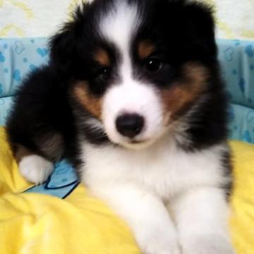 シェットランドシープドッグ【神奈川県・男の子・2022年7月11日・トライカラー】の写真「明るく遊び上手でムードメーカー」