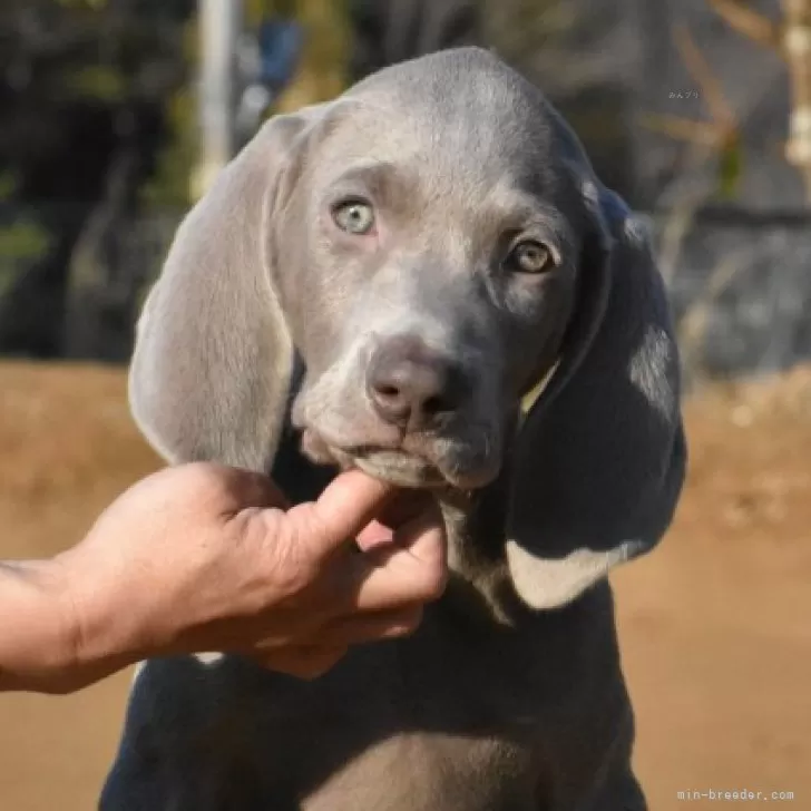 ID：2502-01991の子犬