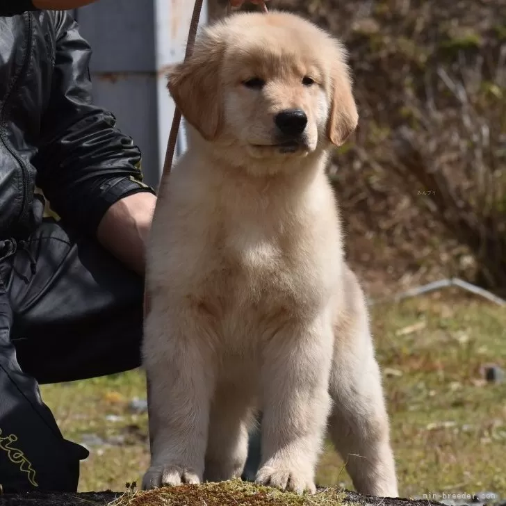 ID:2502-05643の子犬