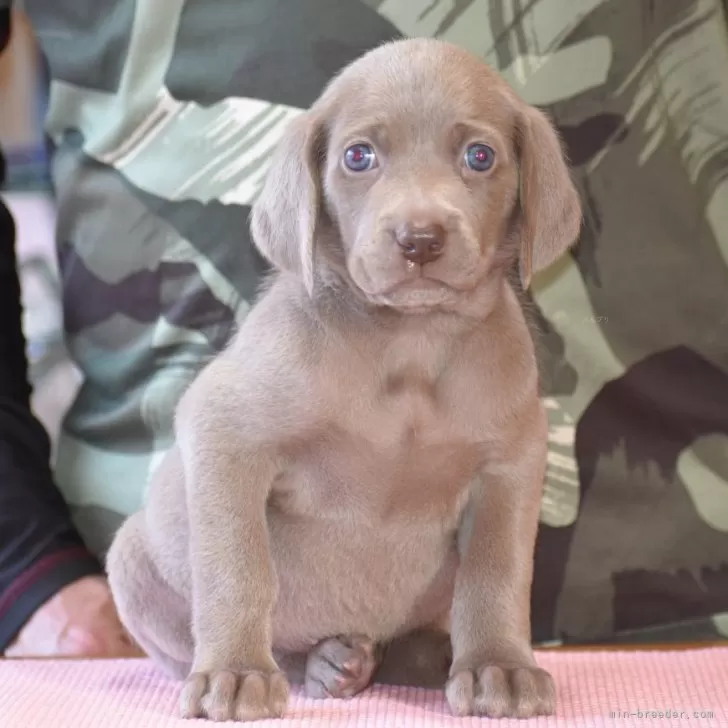 ID:2502-01999の子犬