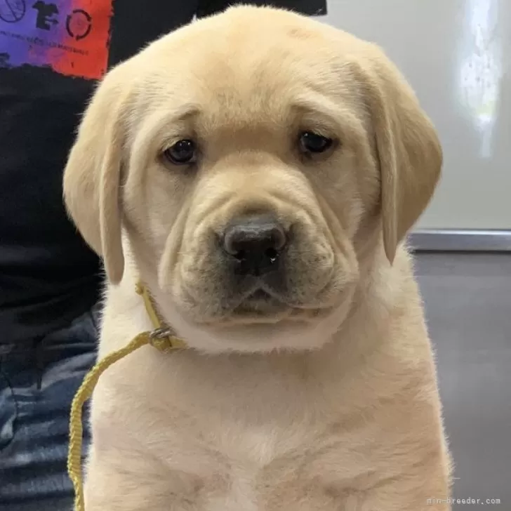 ID:2505-02662の子犬