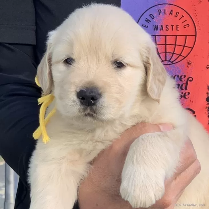 ID:2412-00256の子犬