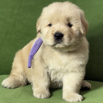 ゴールデンレトリバー【三重県・男の子・2025年11月24日・ゴールド】の写真「父アメリカチャンピオン‼️」