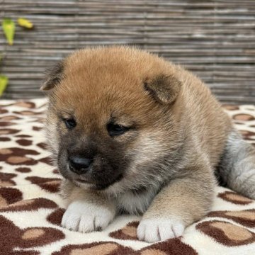 柴犬(標準サイズ)【三重県・女の子・2025年10月3日・赤】の写真「両親日保の名血から生まれた女の子」