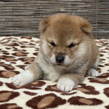 柴犬(標準サイズ)【三重県・女の子・2025年10月3日・赤】の写真「両親日保の名血から生まれた子犬」