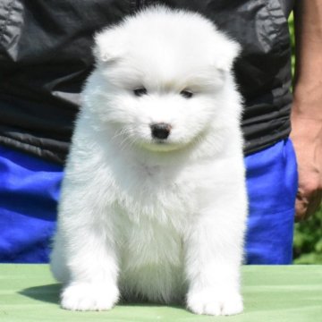 サモエド【三重県・女の子・2025年3月17日・ホワイト】の写真「サモエド世界四大犬舎の名血！！」