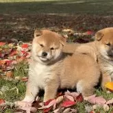 柴犬(標準サイズ)