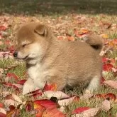 柴犬(標準サイズ)【三重県・女の子・2025年10月3日・赤】の写真3