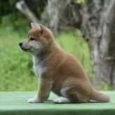 柴犬(標準サイズ)【三重県・女の子・2025年3月3日・赤】の写真3
