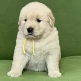 ゴールデンレトリバー【三重県・女の子・2025年11月24日・ゴールド】の写真4