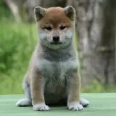 柴犬(標準サイズ)【三重県・女の子・2025年3月3日・赤】の写真4