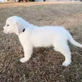 ゴールデンレトリバー【三重県・男の子・2025年10月3日・クリーム】の写真4