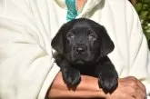 ラブラドールレトリバー【三重県・男の子・2024年9月25日・ブラック】の写真6