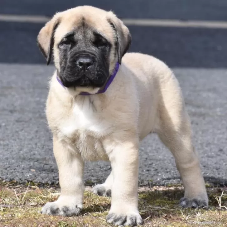 ID:2402-03815の子犬