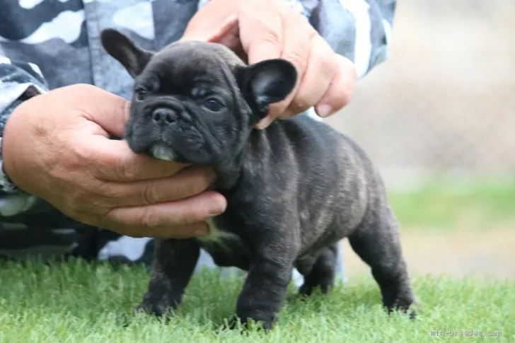 ID：2002-02220の子犬