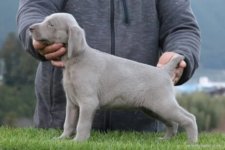ID：1812-01862の子犬