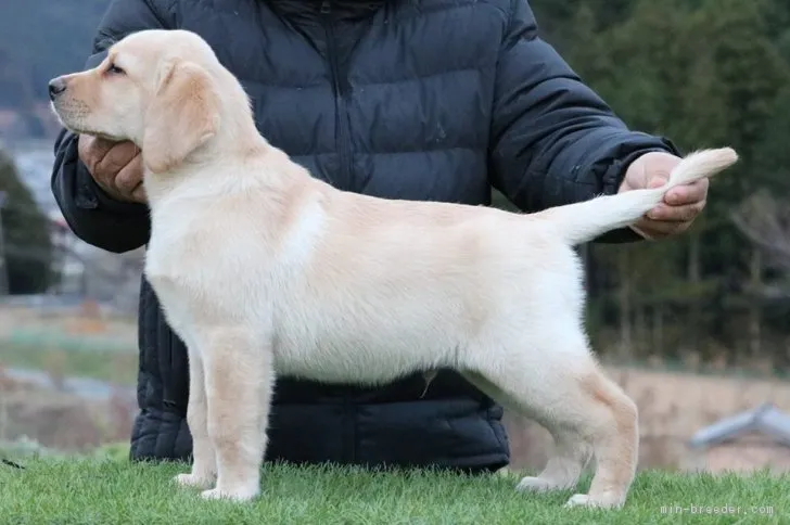 ID:1812-01389の子犬