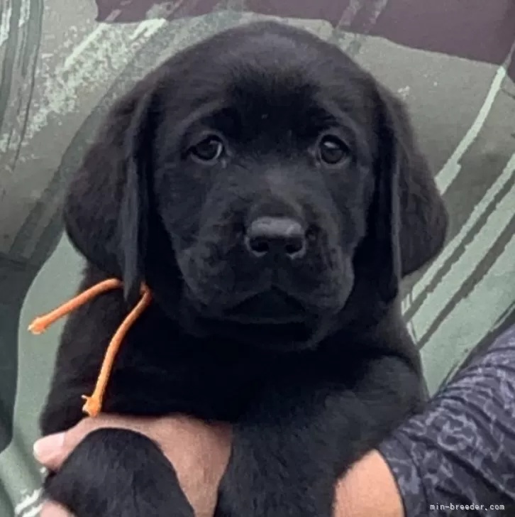 ID:2410-04139の子犬