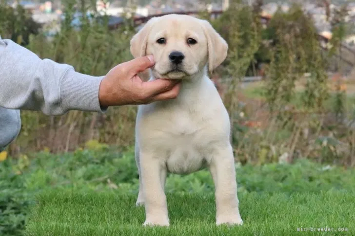 ID:1811-01630の子犬
