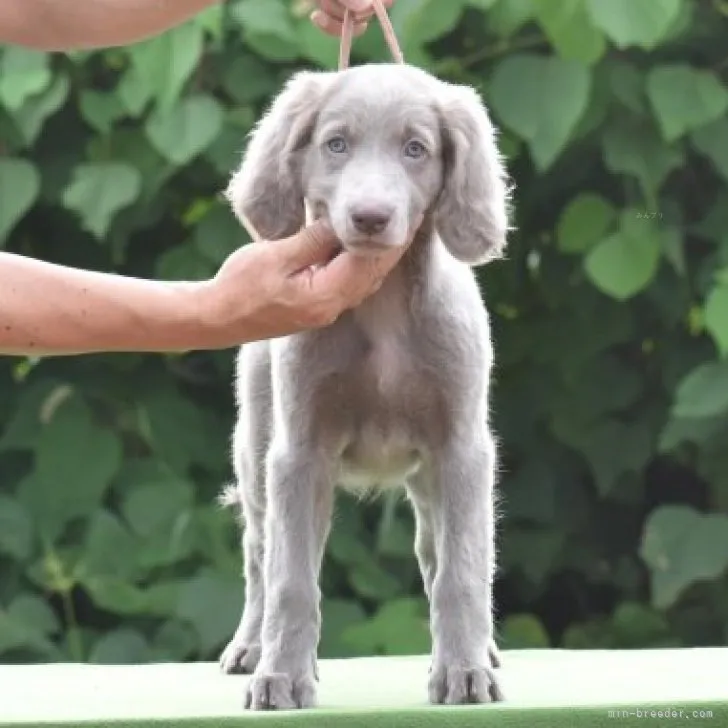 ID：2307-06713の子犬