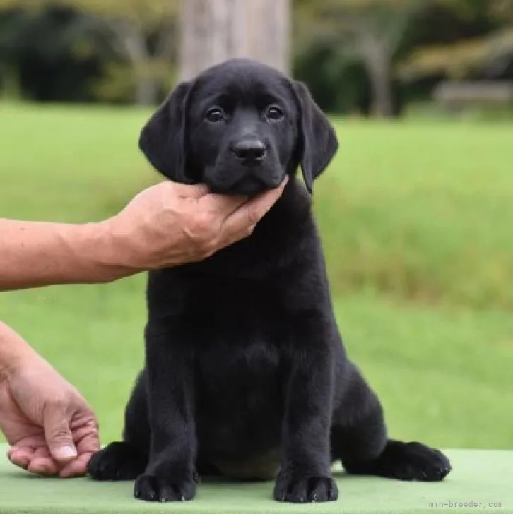 Y.K 様のお迎えした子犬