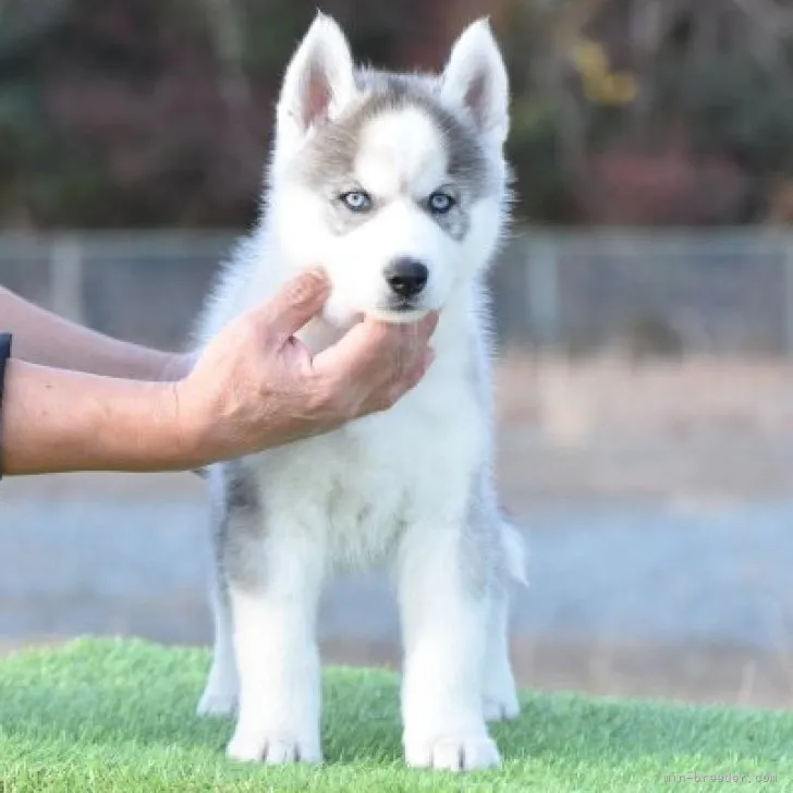 ID：2212-02583の子犬