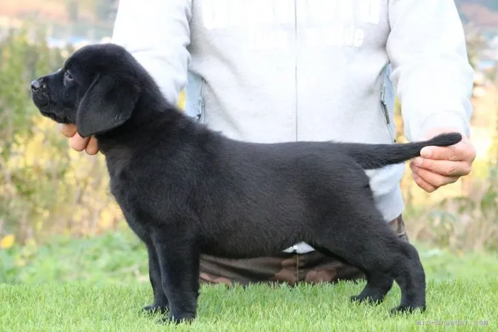 momo 様のお迎えした子犬