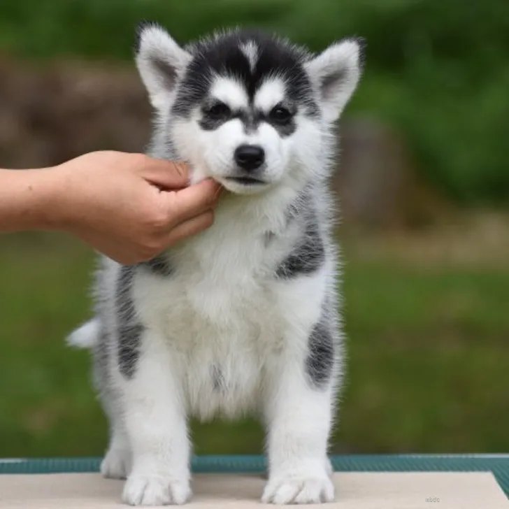 ID:2205-00772の子犬