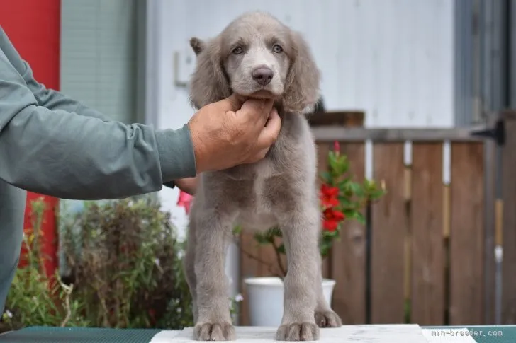 ID：2109-01533の子犬