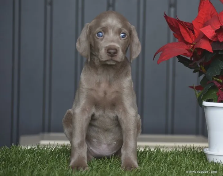 ID：2112-03314の子犬