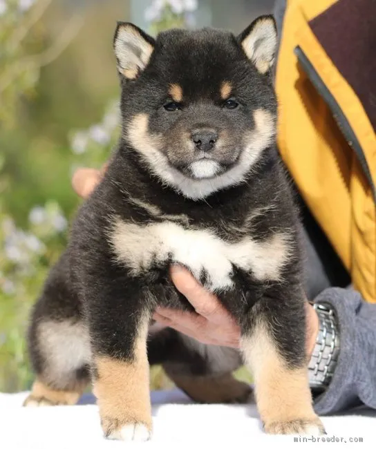 ID：1904-01218の子犬